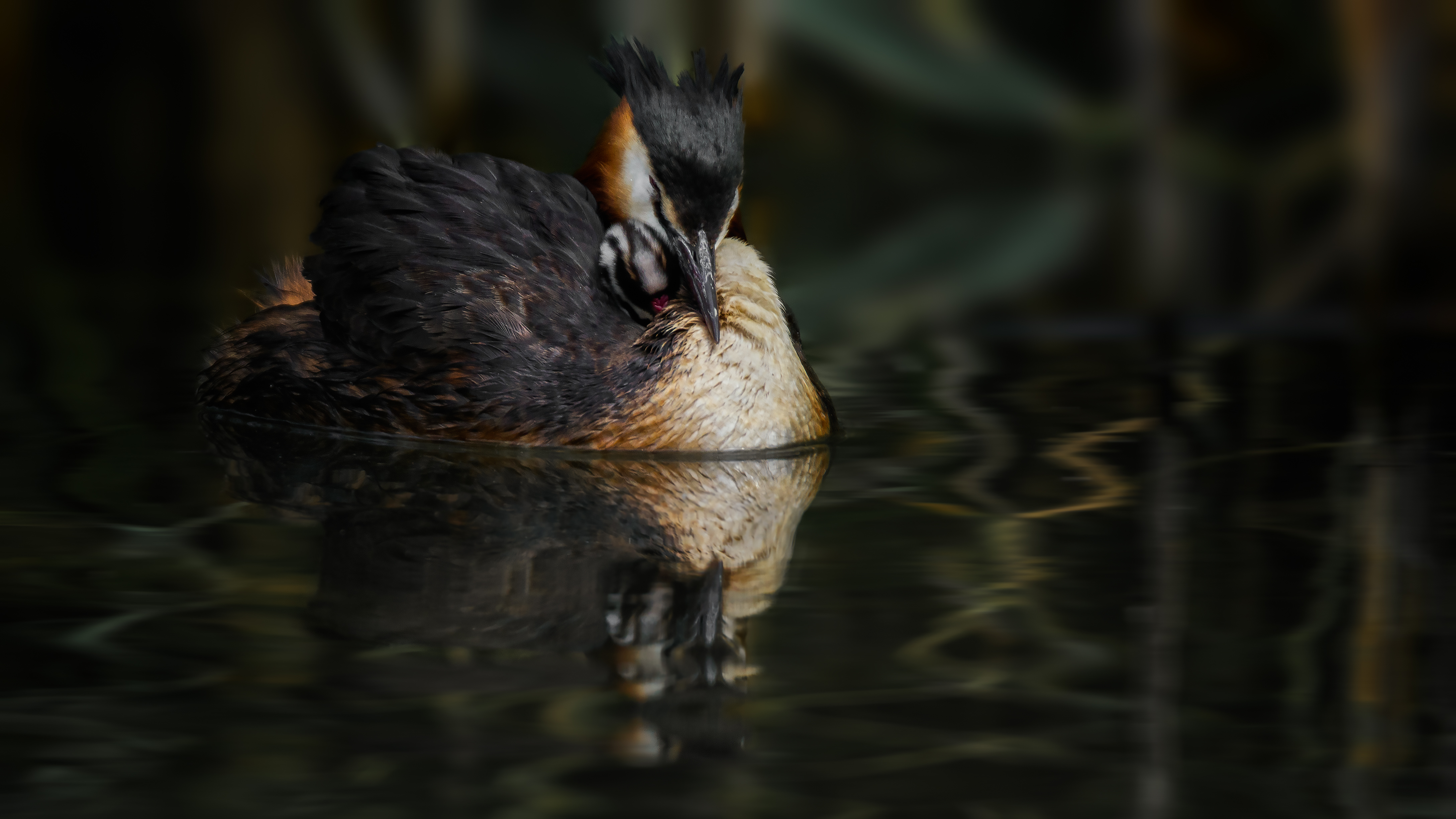 Grebe (35)
